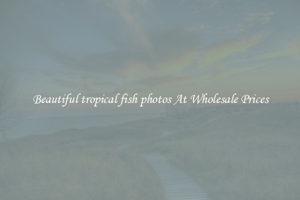 Beautiful tropical fish photos At Wholesale Prices